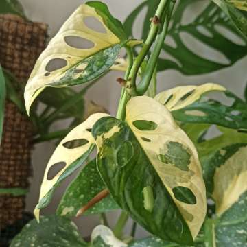 Monstera Adansonii Aurea Variegata