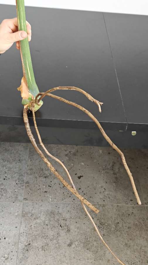 Monstera deliciosa Thai Constellation Big Form 4