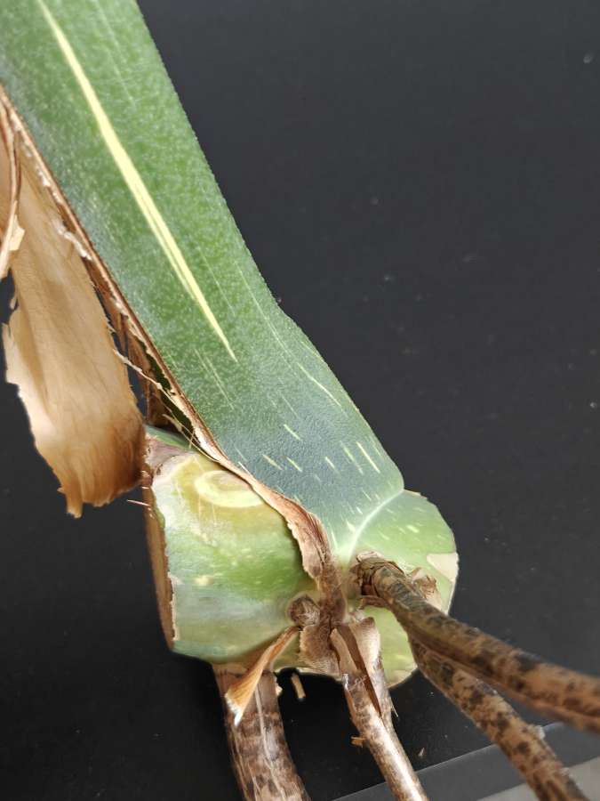 Monstera deliciosa Thai Constellation Big Form 5