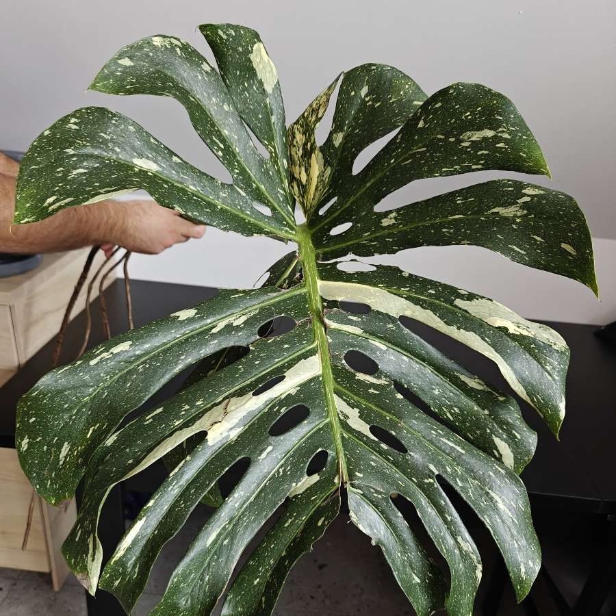 Monstera deliciosa Thai Constellation Big Form