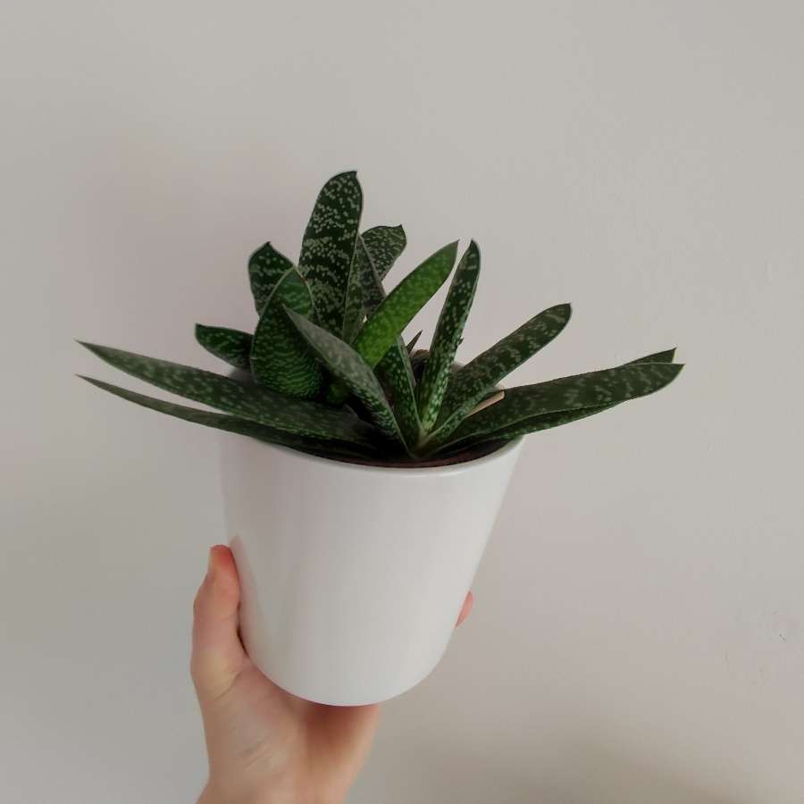 Gasteria