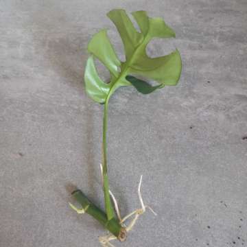 Monstera minima
