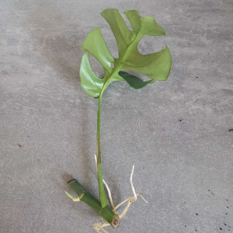 Monstera minima