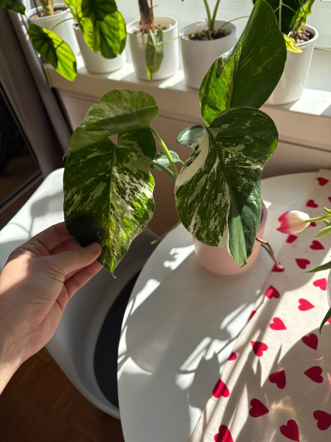 Monstera Deliciosa Variegata 5