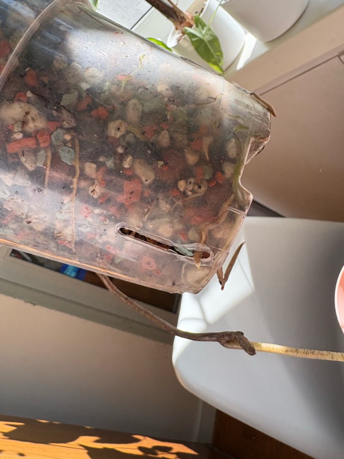 Monstera Deliciosa Variegata 3