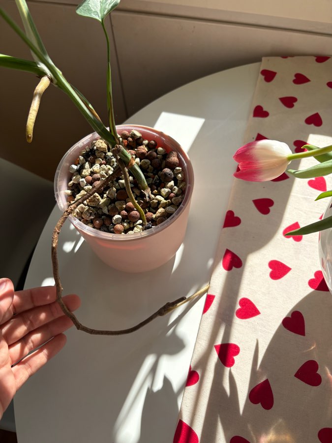 Monstera Deliciosa Variegata 4