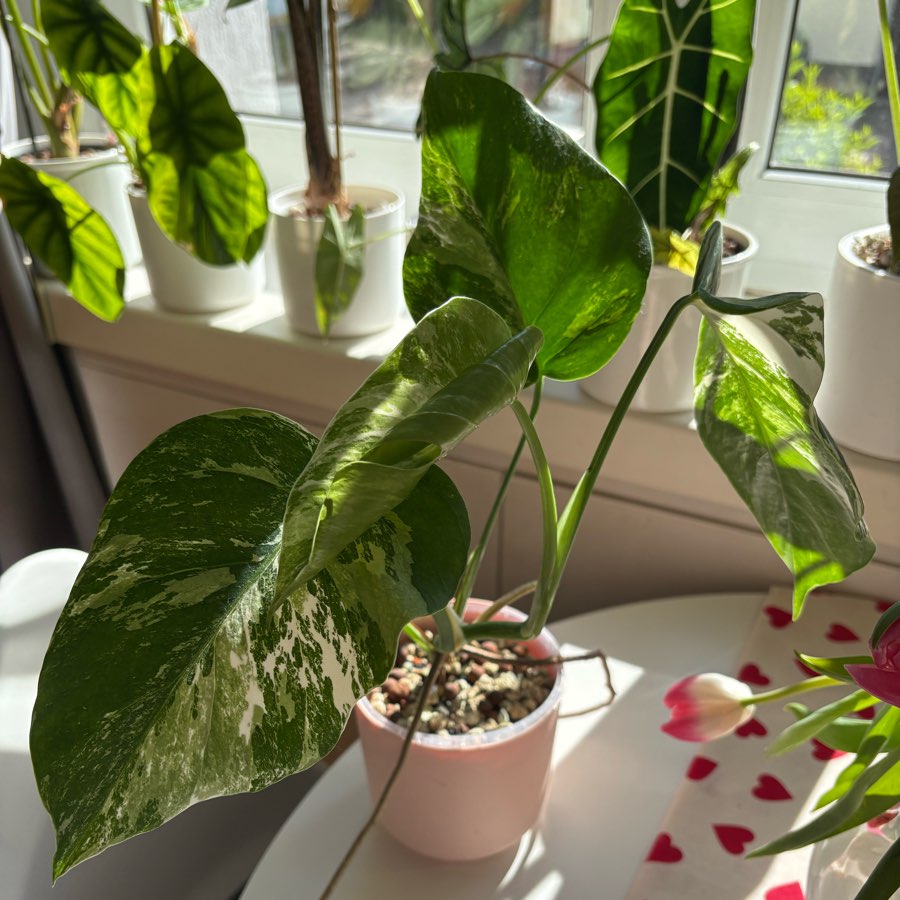 Monstera Deliciosa Variegata