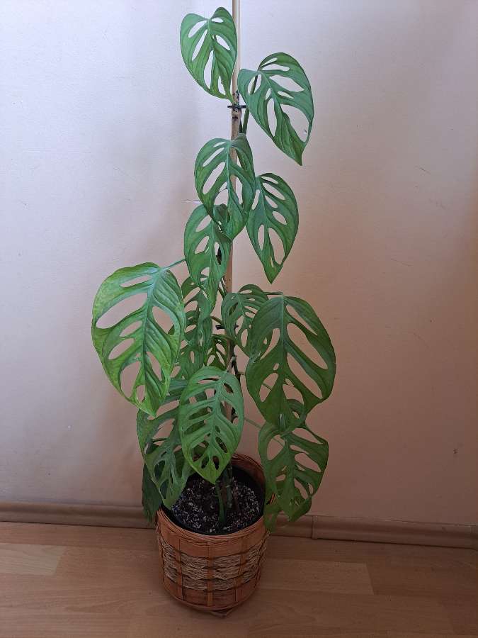Monstera Monkey Mask 2