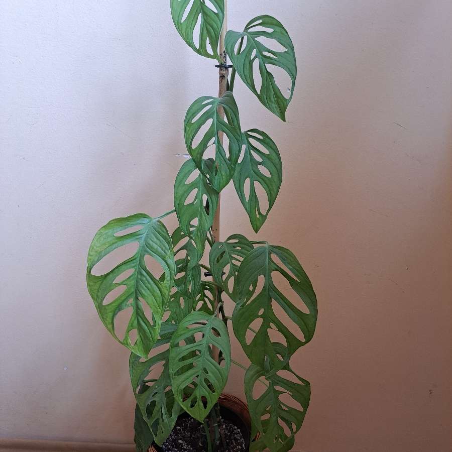 Monstera Monkey Mask