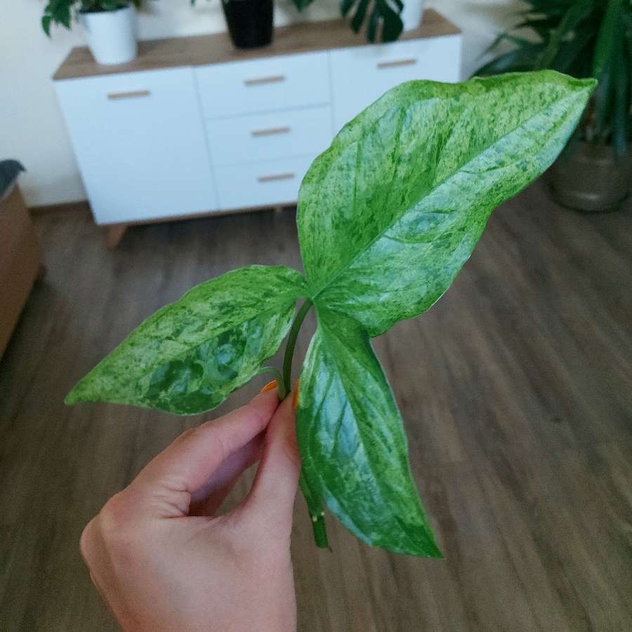 Syngonium mojito