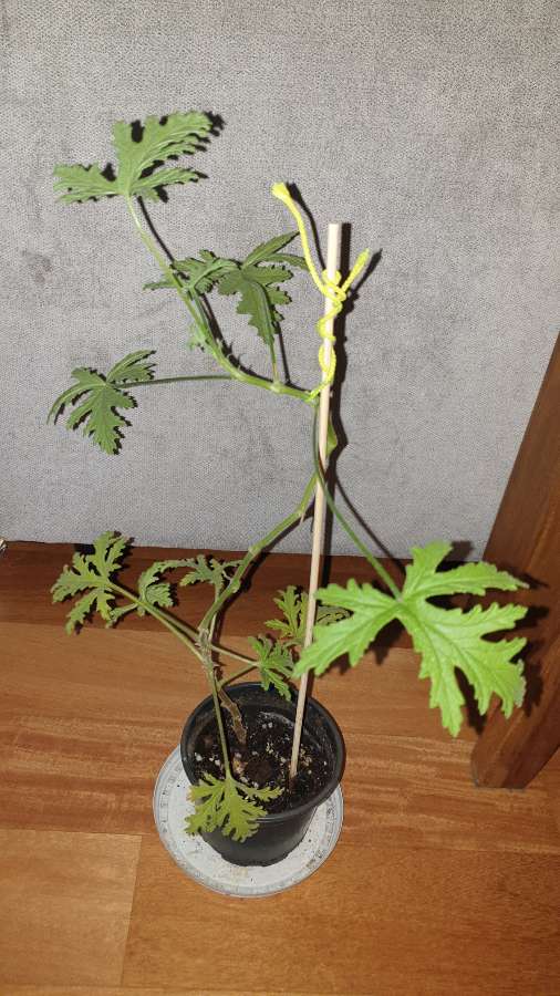 Anginka geranium, roślina zdrowotna  4