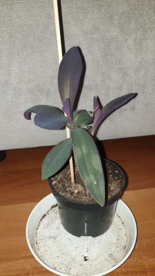 Setkrezja purpurowa 3