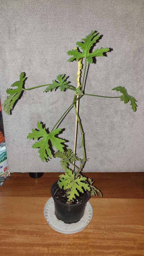 Anginka geranium, roślina zdrowotna  2