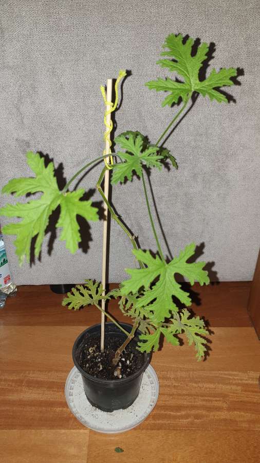 Anginka geranium, roślina zdrowotna  3