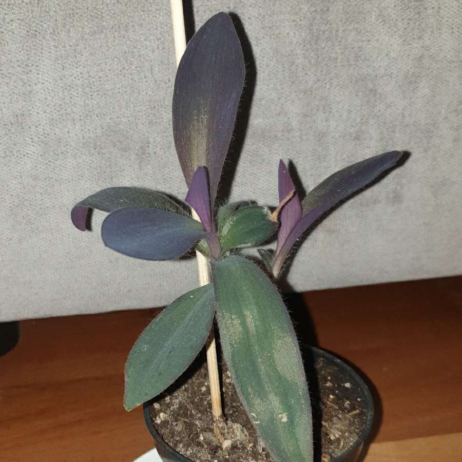 Setkrezja purpurowa