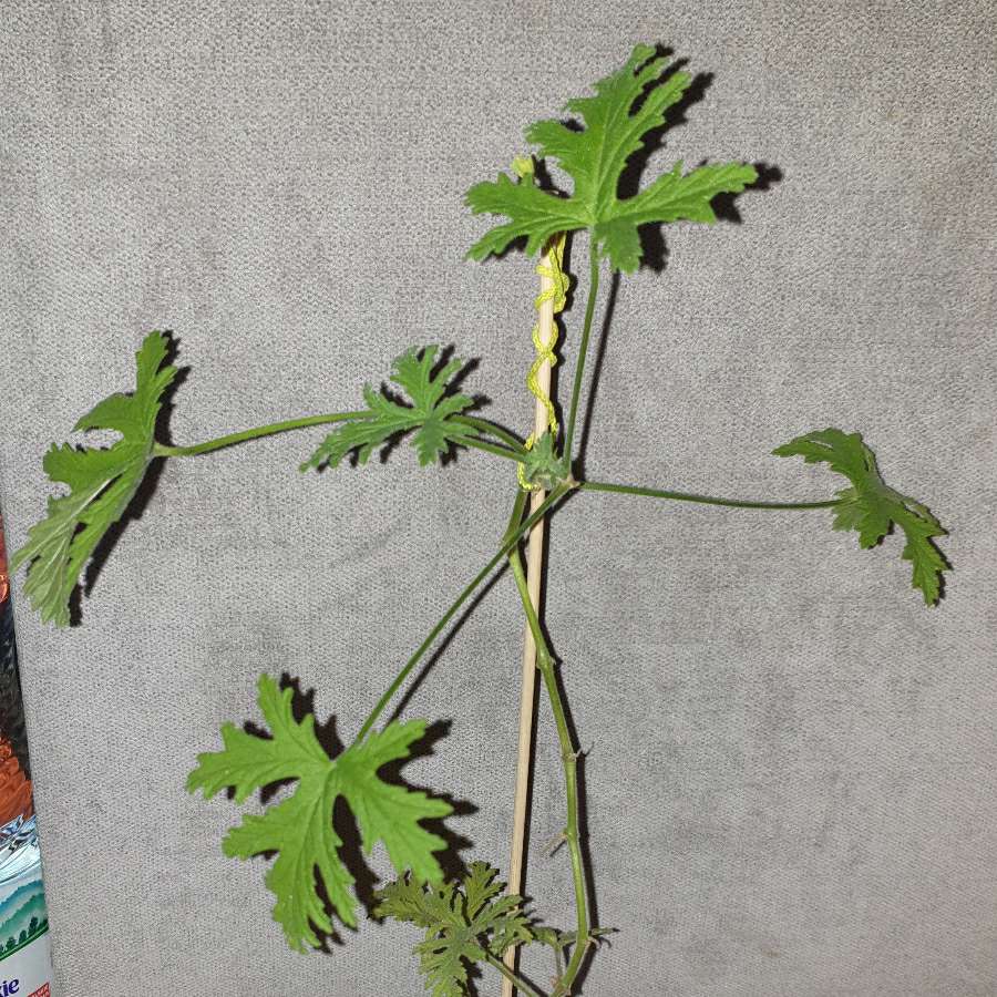 Anginka geranium, roślina zdrowotna 