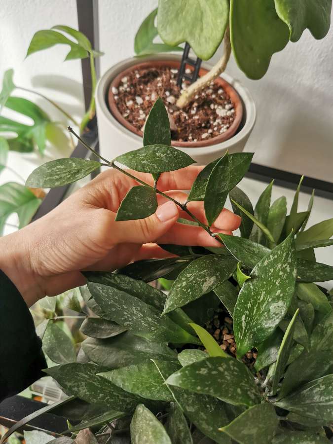 Hoya memoria (gracilis) splash - cięte sadzonki 3