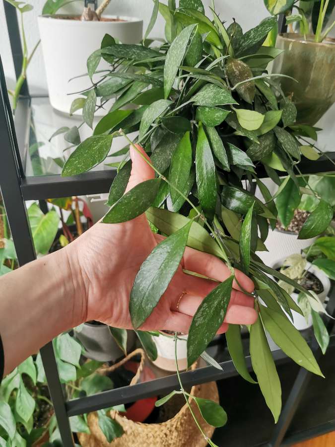 Hoya memoria (gracilis) splash - cięte sadzonki 2