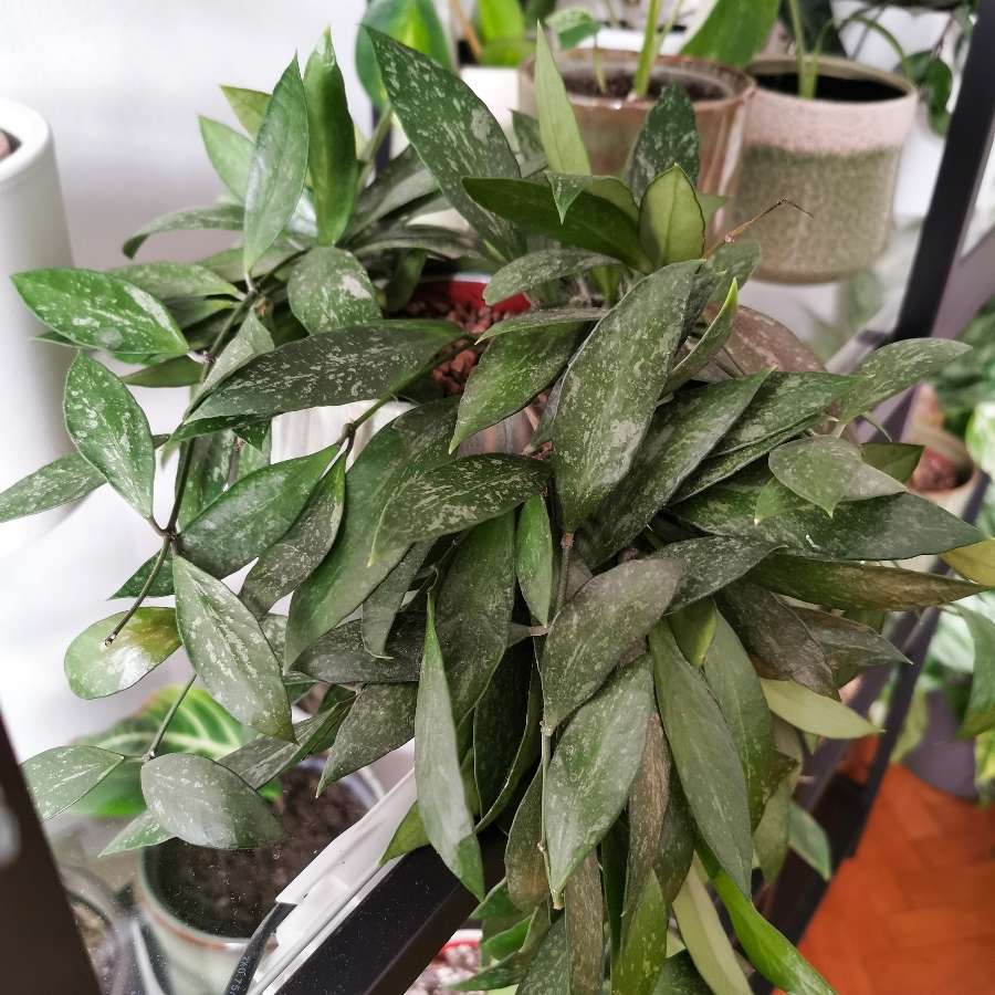 Hoya memoria (gracilis) splash - cięte sadzonki