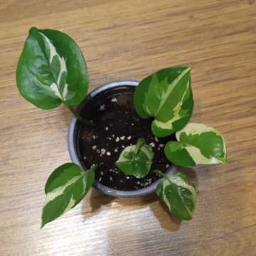 Epipremnum n'joy