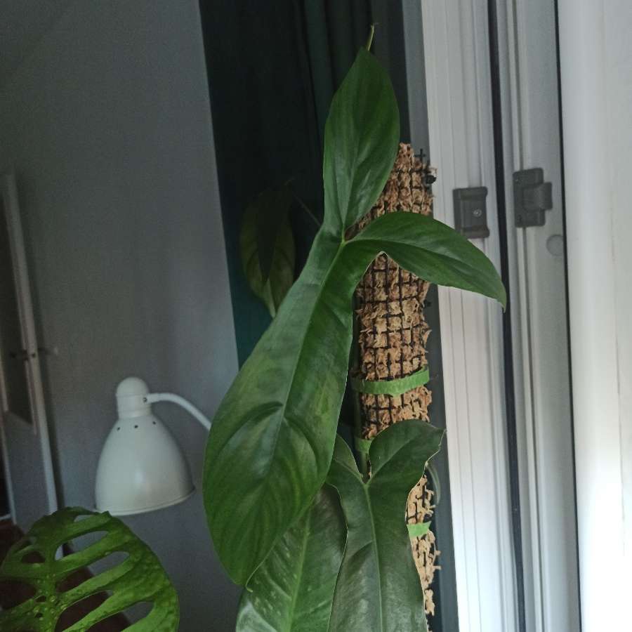 Philodendron 69686