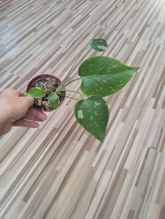 Monstera Thai Constellation 2