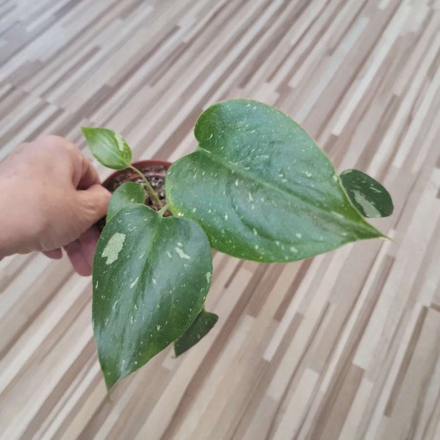 Monstera Thai Constellation