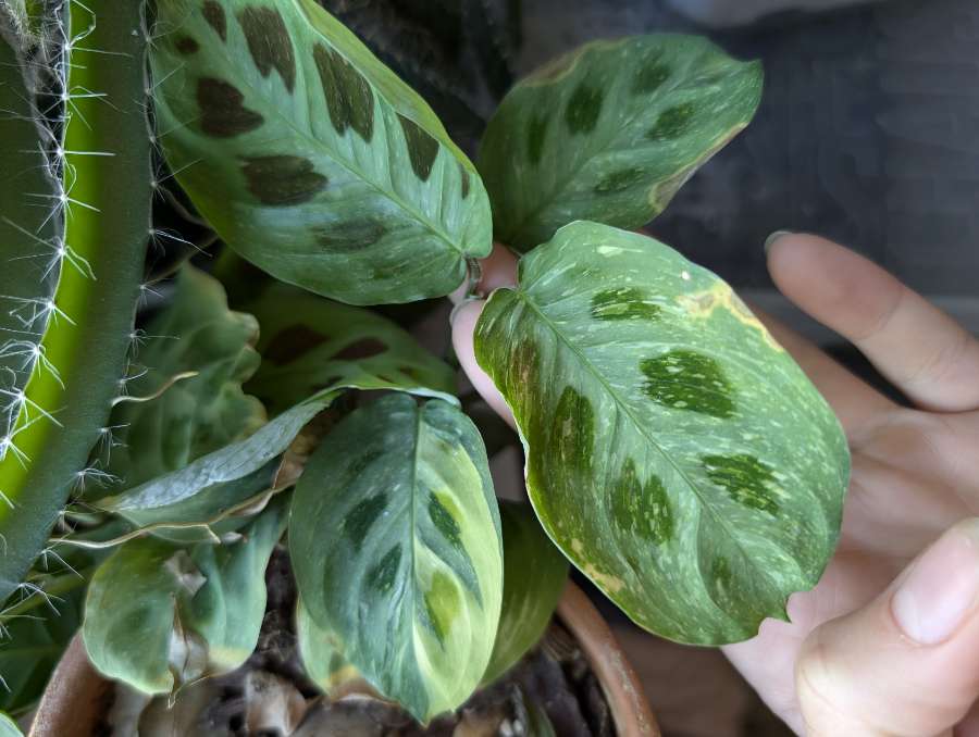 Maranta variegata  2