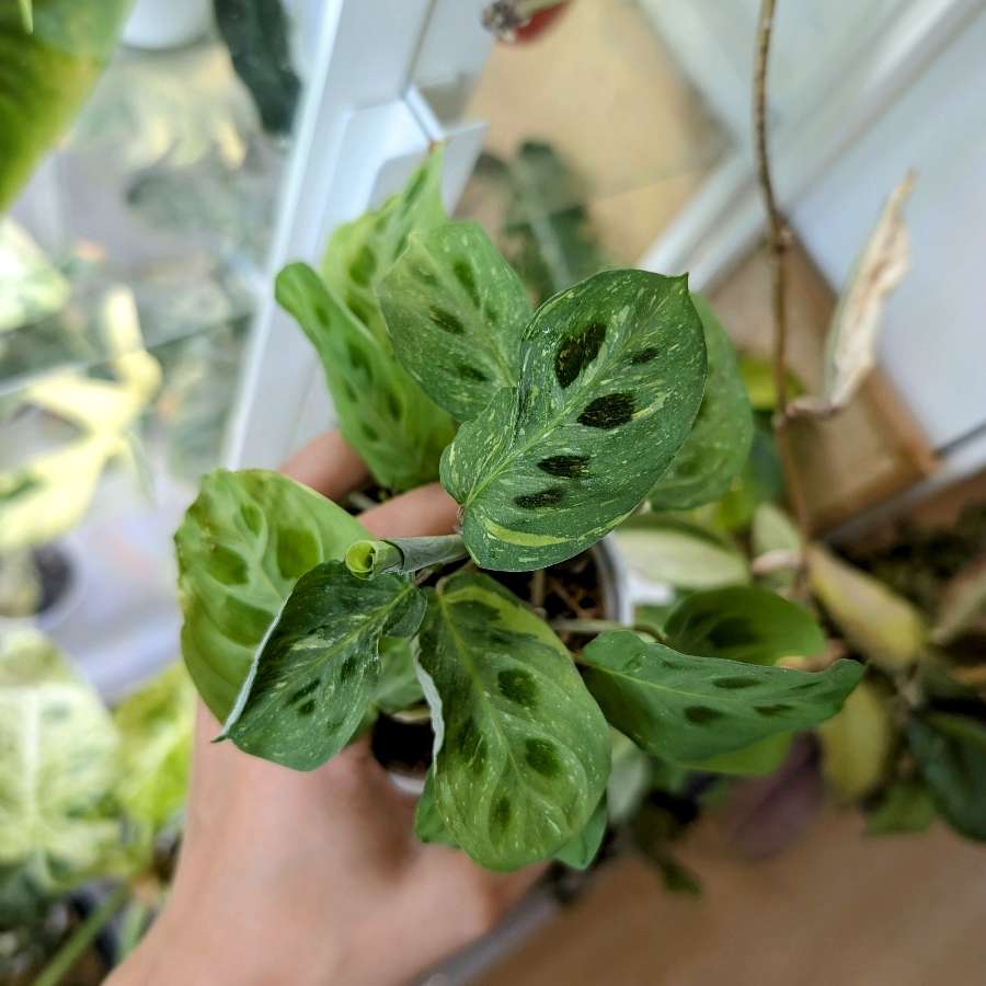 Maranta variegata 