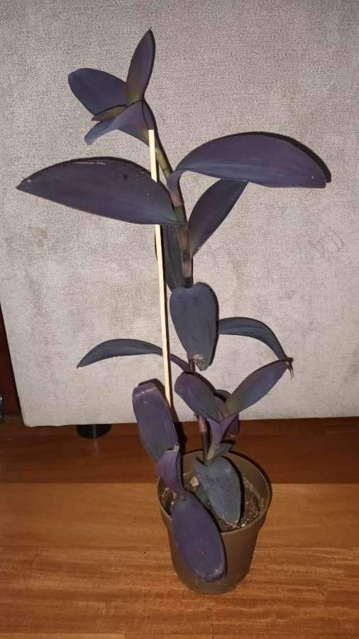 Trzykrotka setkrezja purpurowa nr 5, wysokość 49cm 3