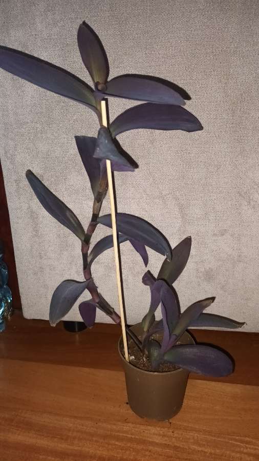 Trzykrotka setkrezja purpurowa nr 5, wysokość 49cm 2