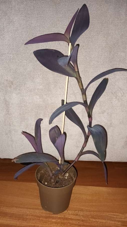 Trzykrotka setkrezja purpurowa nr 5, wysokość 49cm 4