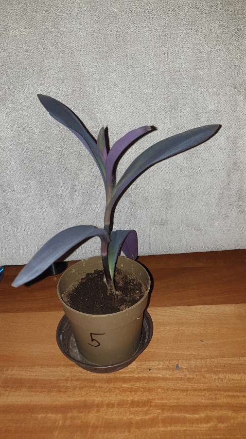 Trzykrotka setkrezja purpurowa nr 5 2