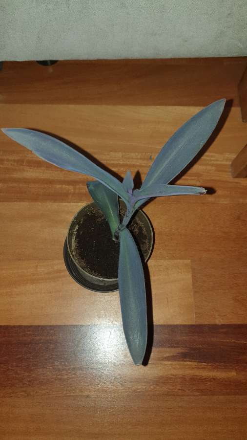 Trzykrotka setkrezja purpurowa nr 5 4
