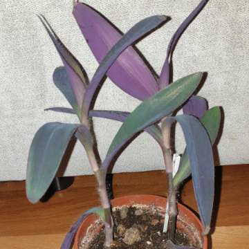 Trzykrotka setkrezja purpurowa 2 sadzonki w doniczce 