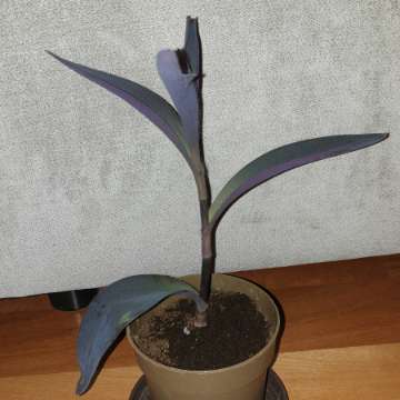 Trzykrotka setkrezja purpurowa nr 5