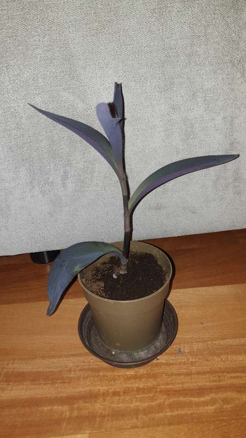 Trzykrotka setkrezja purpurowa nr 5 3