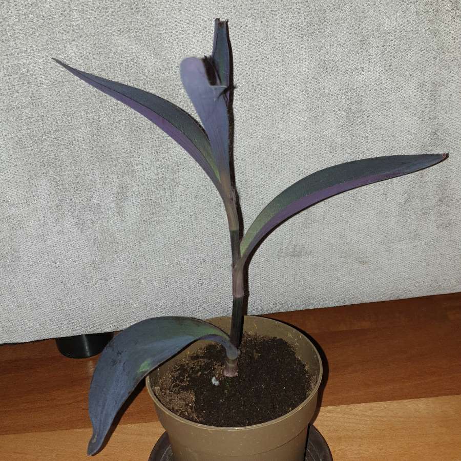 Trzykrotka setkrezja purpurowa nr 5