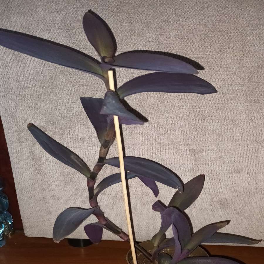 Trzykrotka setkrezja purpurowa nr 5, wysokość 49cm