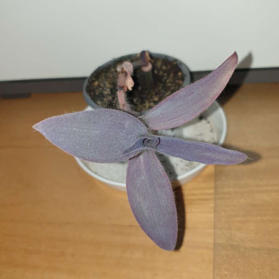 Trzykrotka,  setkrezja purpurowa