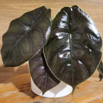 Alokazja azlanii