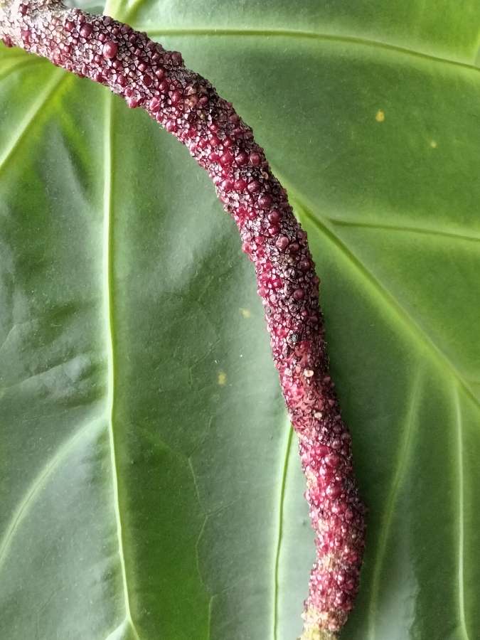 Anthurium yasuni heart 3