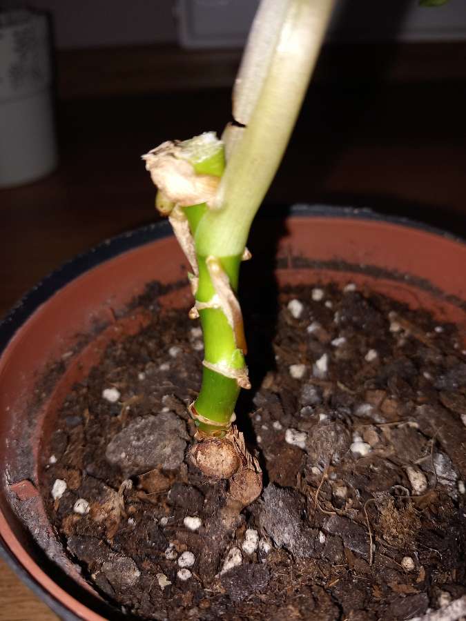 Syngonium Freckles 2