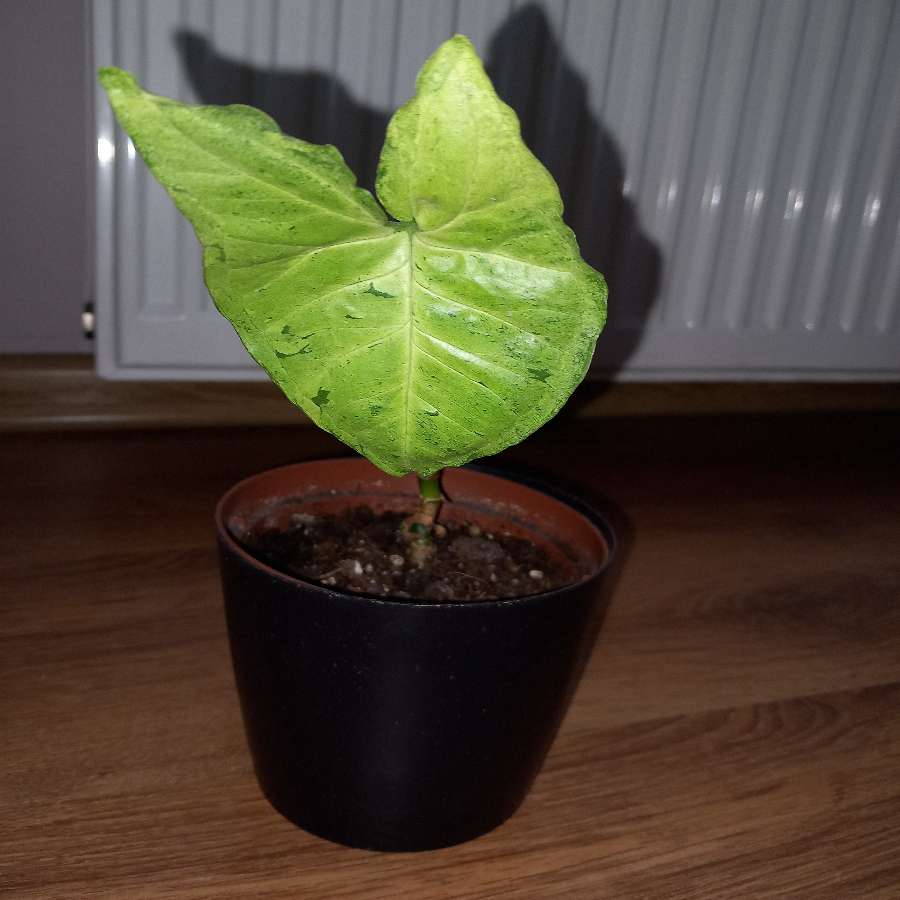 Syngonium Freckles