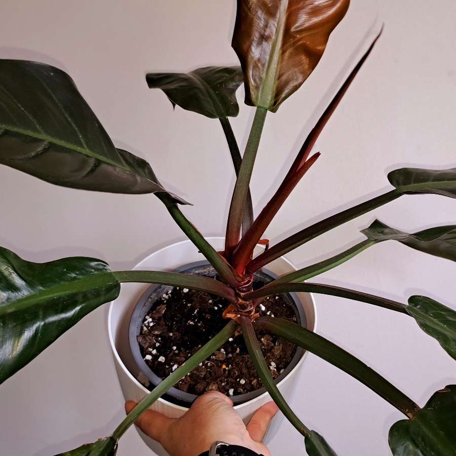 Filodendron imperial red