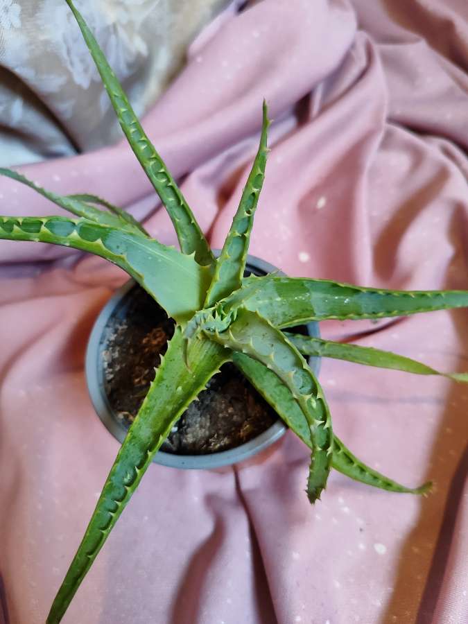 Aloes drzewiasty 2