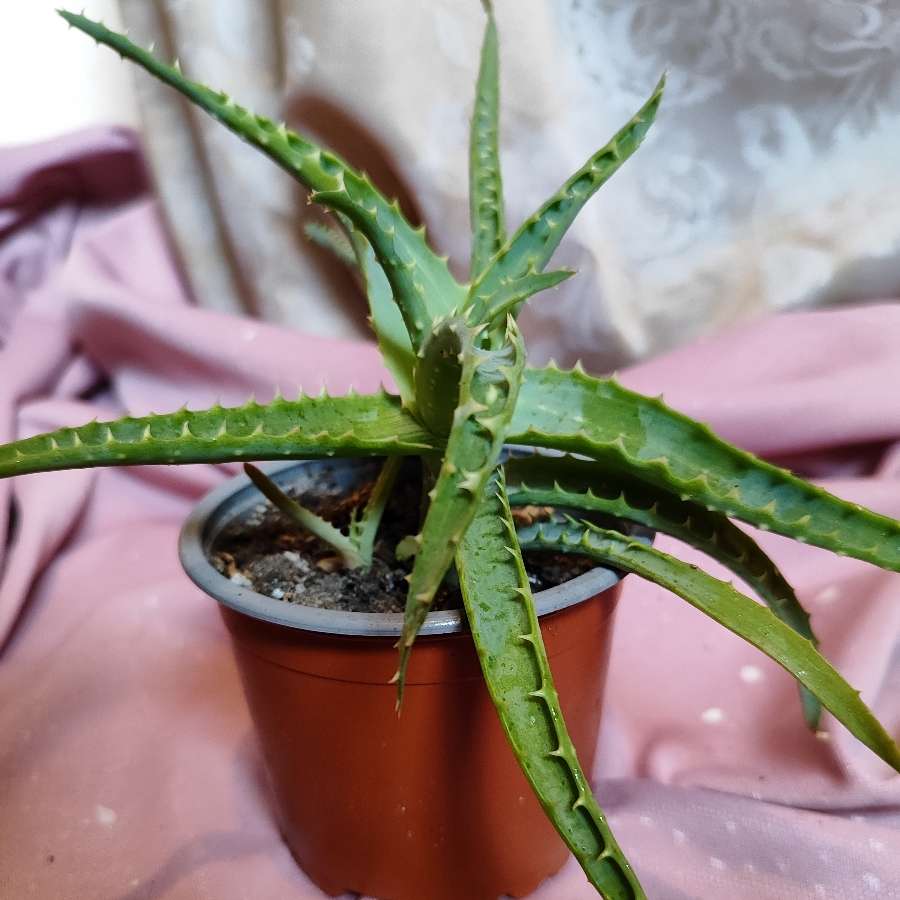 Aloes drzewiasty