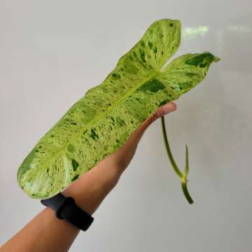 Philodendron paraiso