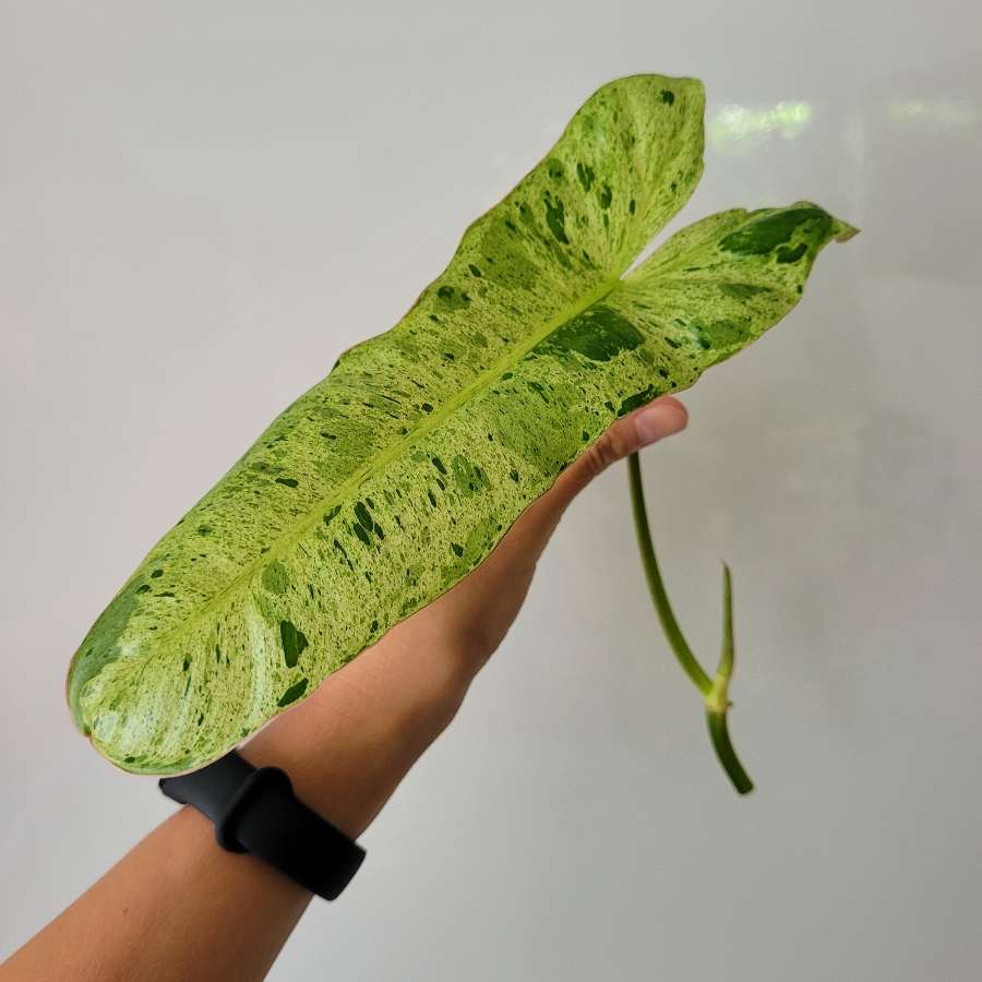 Philodendron paraiso