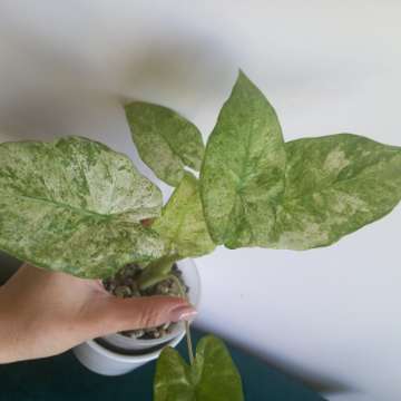 Alokazja macrorhiza splash